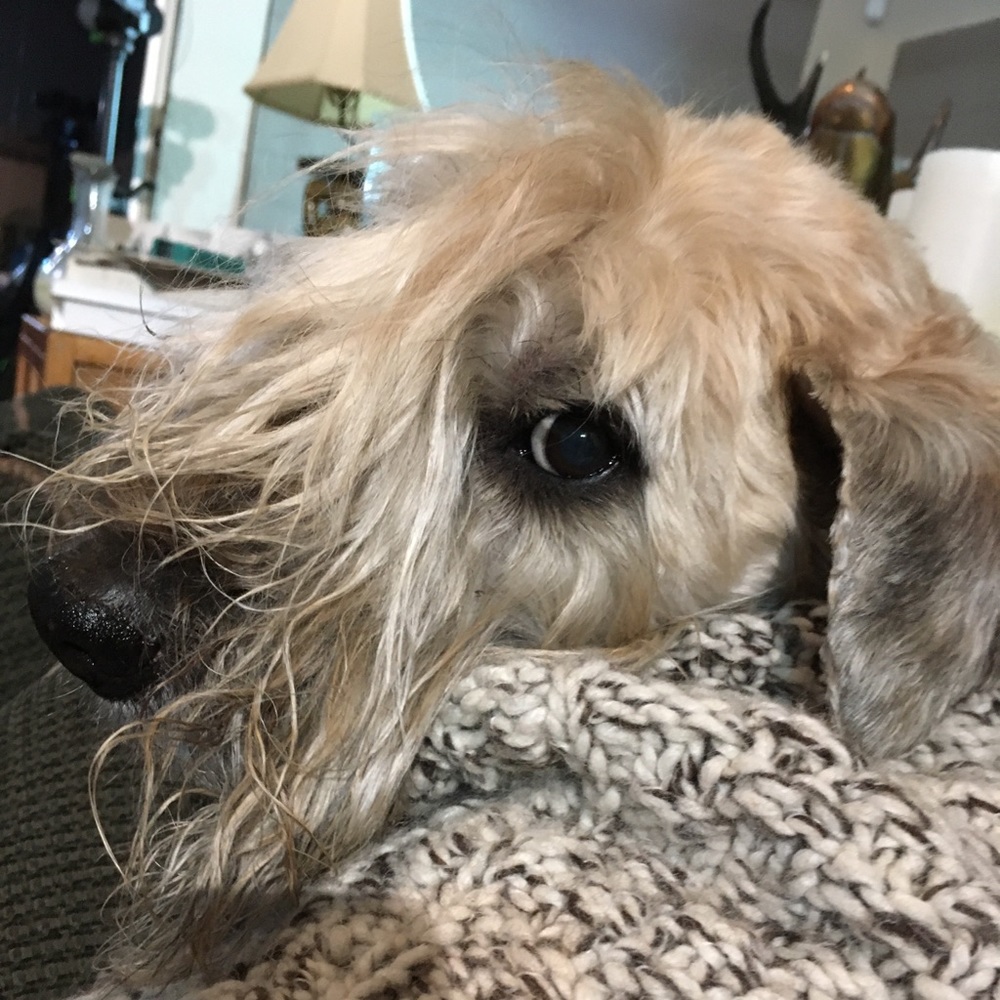 Meet your Posher, Sherri